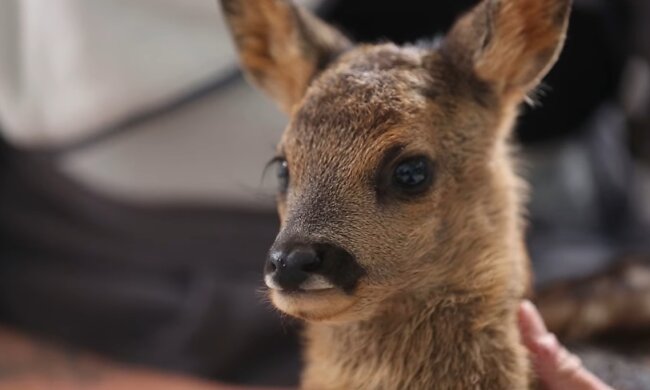 Rehkitz. Quelle: Youtube Screenshot