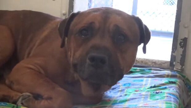 Ein Mann gab seinen Hund ins Tierheim und der Hund weinte: wie ist  Schicksal  von dem Tier geworden