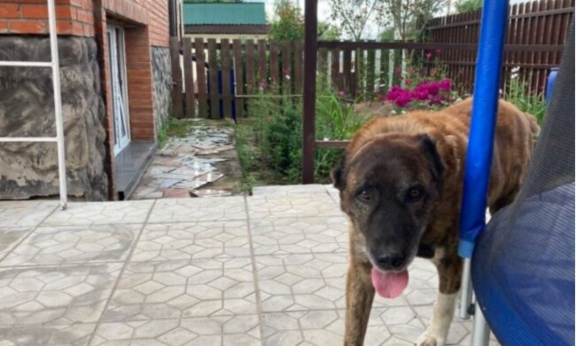 Der Hund konnte die Schwiegertochter der Besitzer nicht leiden, aber er musste sich damit versöhnen, als sie lange Zeit zusammen blieben