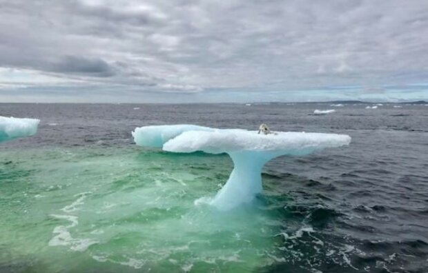 Fischer dachten, sie würden eine auf einem Eisberg gestrandete Robbe retten: ein seltenes Raubtier wartete auf ihre Hilfe