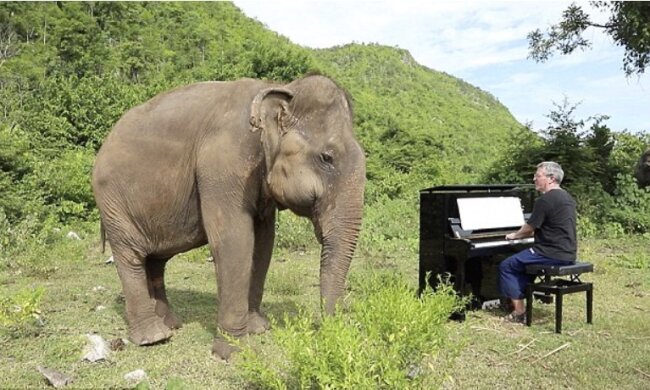 Pianist spielt klassische Musik, um die Elefanten, die nicht sehen können, zu beruhigen
