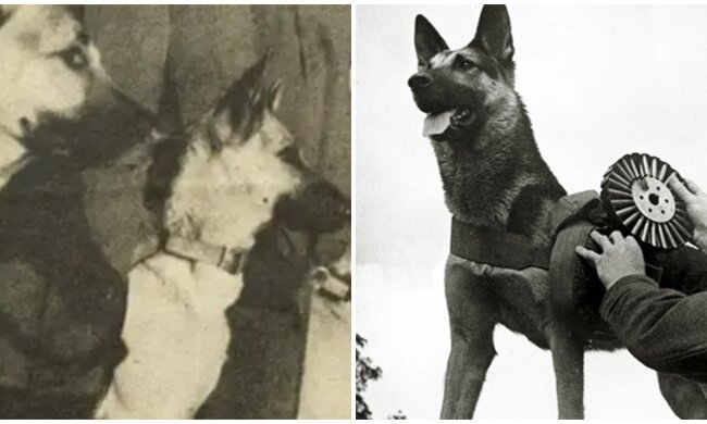 Schäferhunde des Daufmans. Quelle: Screenshot
