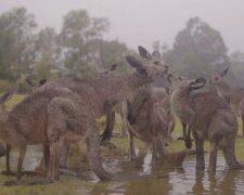 “Viele Länder haben monatelang geholfen, das Feuer zu löschen”: Wie australische Tiere sich über den Regen freuen