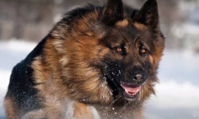 Der tapfere Hund. Quelle: Youtube Screenshot