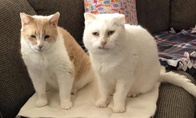 Katzen Murray und Boy. Quelle: www. zen.сom