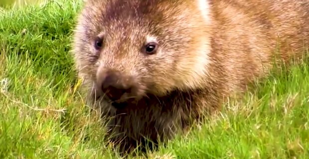 Wombat. Quelle: Youtube Screenshot