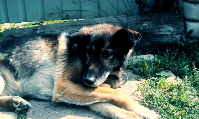 Hund. Quelle: Screenshot Youtube