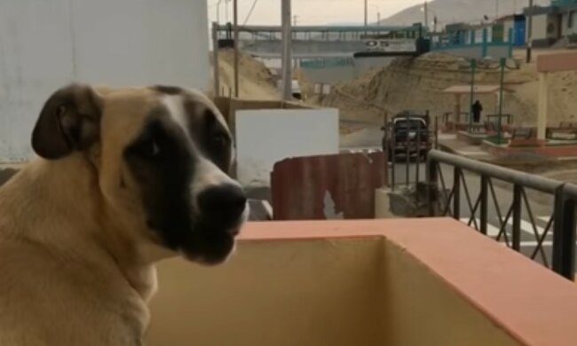 Die rührende Hingabe des Haustieres. Quelle: Screenshot YouTube