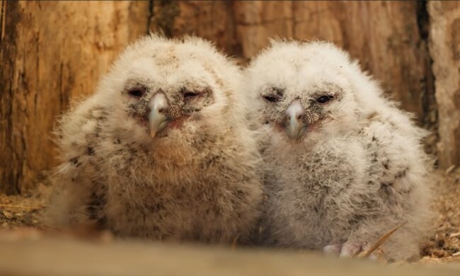 Verweiste Eulen. Quelle: Screenshot YouTube