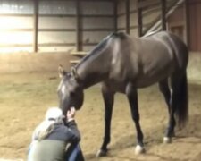 Das Pferd hörte das Weinen der Besitzerin: um sie zu beruhigen, brachte es ihr ein Stück Heu anstelle eines Taschentuchs