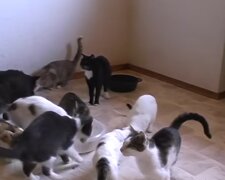 Katzen. Quelle: Youtube Screenshot