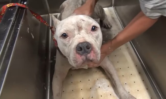 Hund. Quelle: Screenshot