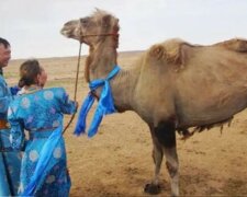 Das verkaufte Kamel hat einen langen Weg zurückgelegt, um nach Hause zu kommen