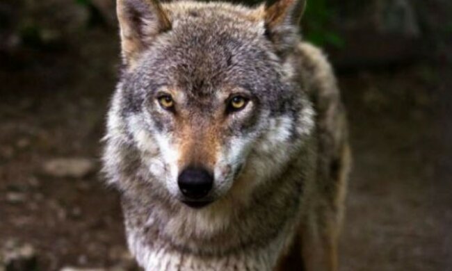 Die Wölfin kam, um um Futter zu bitten, und der Förster hatte Mitleid mit ihr, zwei Monate später kamen drei Wölfe zu ihm