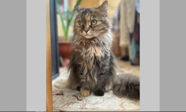 Katze (Symbolbild). Quelle: Über Alles