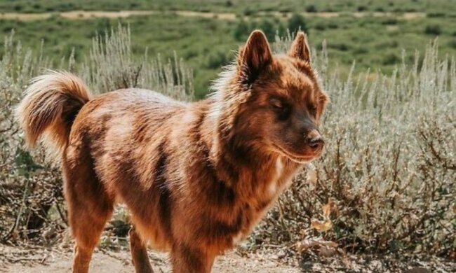 Schöner Hund. Quelle: huskyquoi/Instagram
