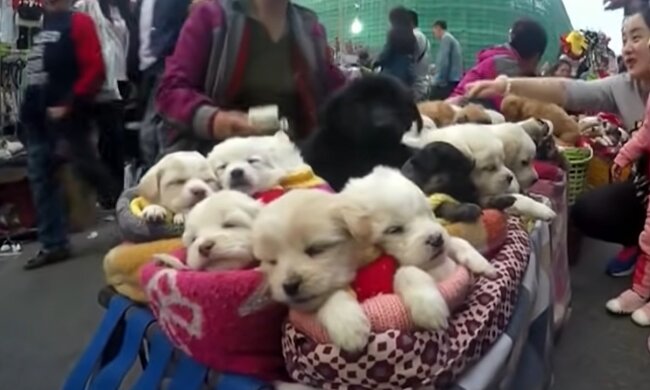 Welpen. Quelle: Youtube Screenshot