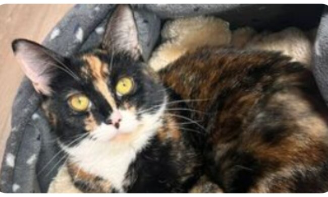 Lilo. Quelle: apost.com