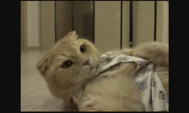 Katze. Quelle: Youtube Screenshot