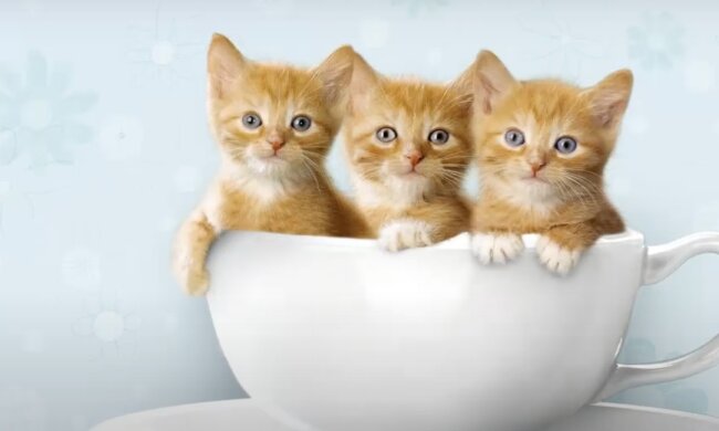 Drei Kätzchen. Quelle: Screenshot YouTube