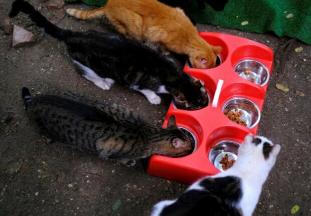 Wohltat: in Spanien wurde ein Tierheim für Katzen eröffnet, die von ihren Besitzern verlassen waren