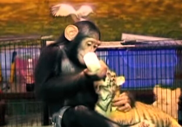Schimpanse Dodo füttert ein Tigerbaby. Quelle: Screenshot Youtube