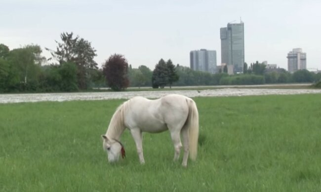 Unterhaltsame Geschichte eines einsamen Tieres. Quelle: Screenshot YouTube