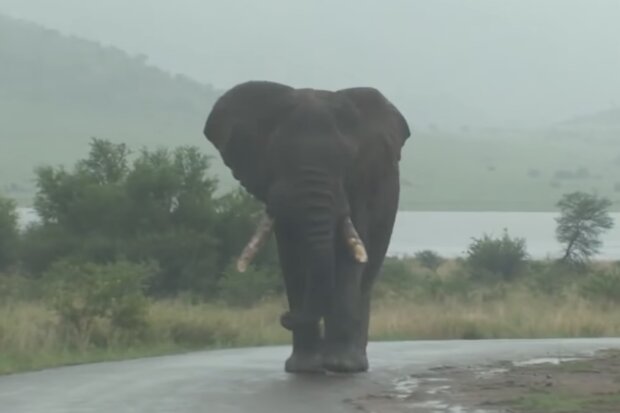 Der größte Elefant der Welt. Quelle: Screenshot YouTube