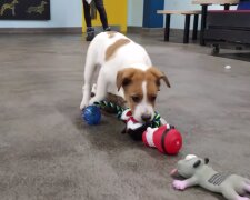 Tierheimhund wählt das Geschenk aus. Quelle: Screenshot Youtube