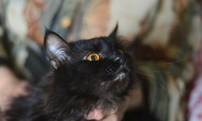 Schwarze Katze. Quelle: zooshans.com