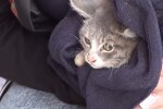 Das kleine Kätzchen wartete jeden Tag am Straßenrand auf Hilfe: Gleichgültige Menschen gingen vorbei