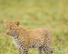 Echte Mutter: Löwin sah ausgesetztes Leopardenbaby und beschloss, das Tier zu adoptieren