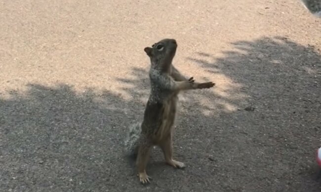 Pflege von Pelztieren in Not. Quelle: Screenshot YouTube