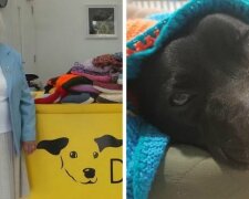 elderly-woman-knits-450-blankets-shelter-dog-dogs-trust-fb2-png__700