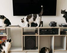 Katzenfamilie. Quelle: YouTube Screenshot