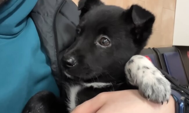 Welpe. Quelle: Screenshot Youtube