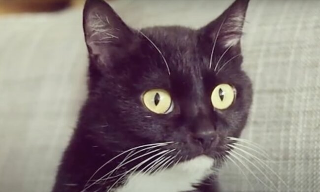 Katze. Quelle: Screenshot YouTube