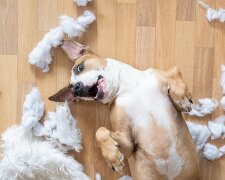 So halten Sie Ihr Haus sauber, wenn Sie einen Hund haben: einfache Tipps für alle