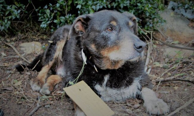 Helden unter uns: Der alte Hund kam erschöpft und mit einer Note der Dankbarkeit nach Hause
