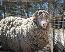 In Australien ging ein Widder, der seit vier Jahren nicht mehr geschnitten worden war, an die Menschen, um die Hilfe zu bitten