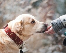 Hunde haben einen sechsten Sinn. Es ist besonders ausgeprägt in Bezug auf Menschen