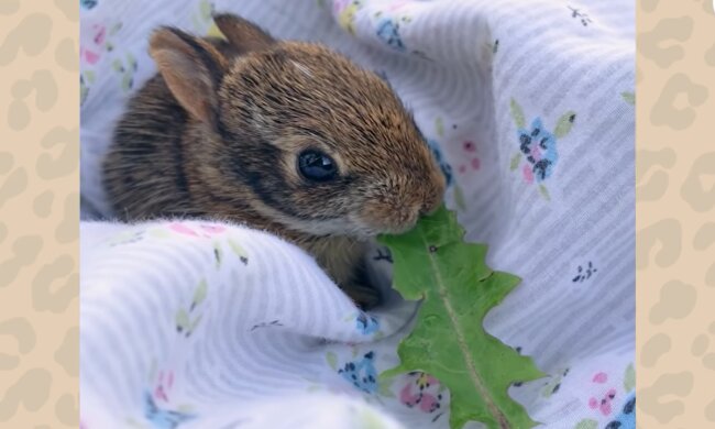 Charmanter Schützling. Quelle: Screenshot YouTube