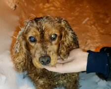 Die bewegende Geschichte von Max: Ein schwacher Hund, der um Hilfe bettelte und gerettet wurde