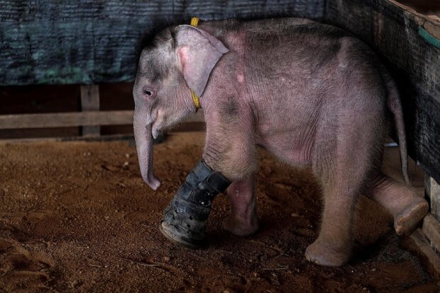 Freunde lassen nicht im Stich: Ein in einer Falle gefangenes Elefantenbaby lernt wieder laufen
