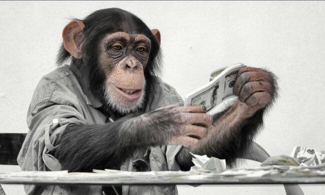 Ein Affe namens Raven. Quelle: ktovkurse.com