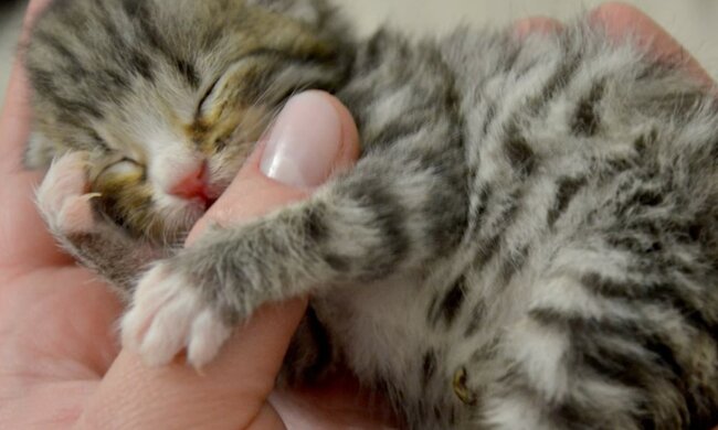 Aufrichtige Dankbarkeit. Quelle: Screenshot YouTube