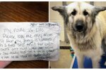 Eine Notiz, die bei Lilos Hund gefunden wurde. Quelle: epochtimes.сom