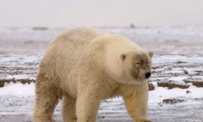 Der Bär. Quelle: Screenshot YouTube