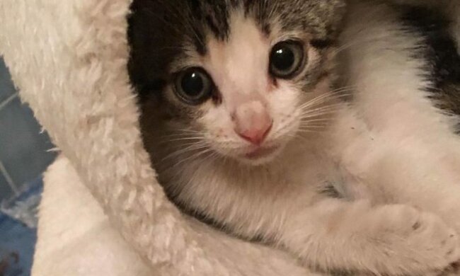 Man verließ ein kleines Kätzchen direkt in einem Laden, aber ein junger Verkäufer rettete es und wurde sein Beschützer