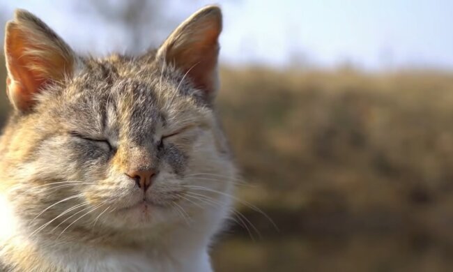 Tierheimkatze. Quelle: Youtube Screenshot